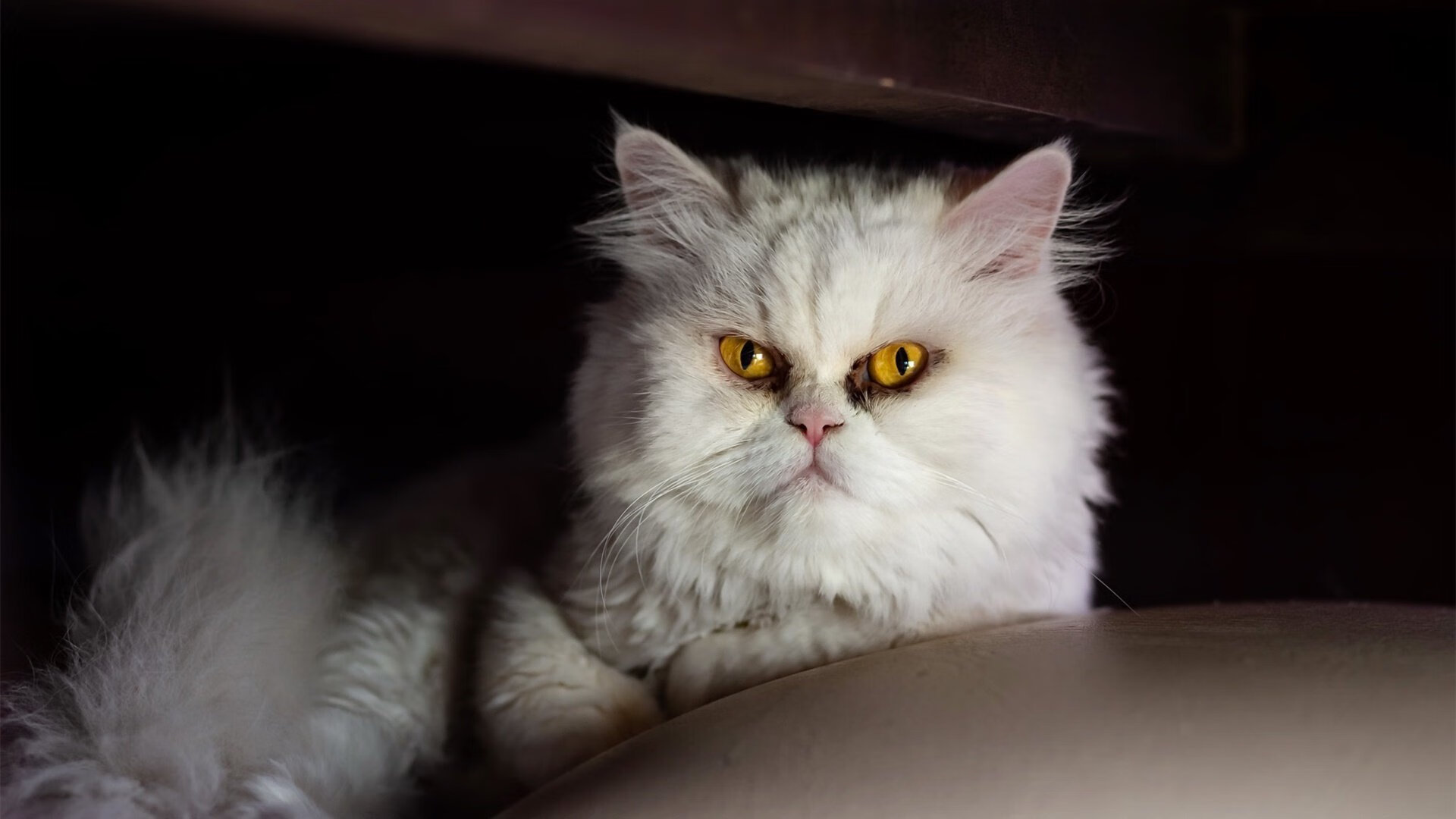 “东桃花岛:缆绳滑水赛场极速对决,观众激情四溢”