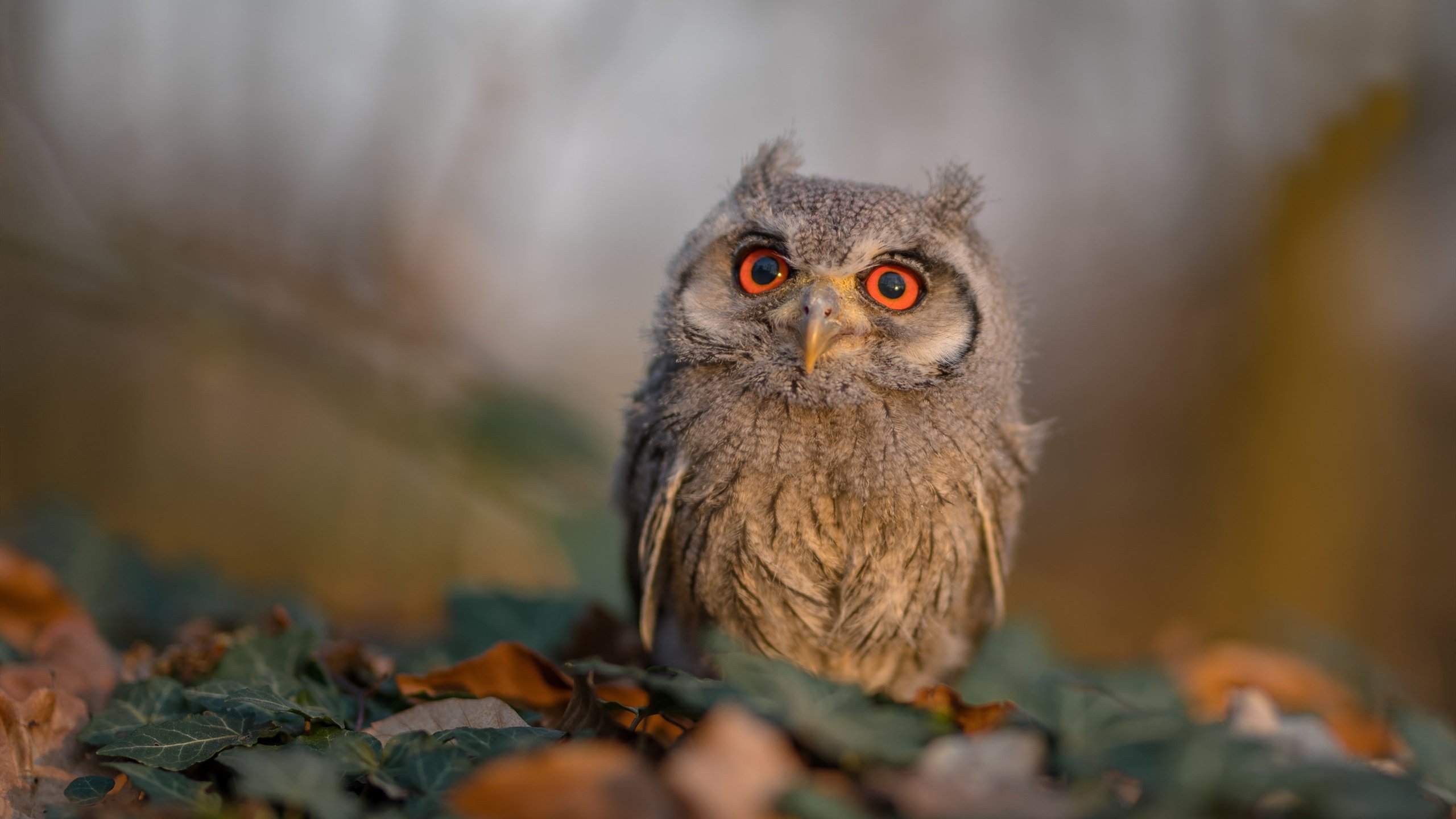 NB Staouéli 胜 USM Alger，6 月夺得阿尔及利亚杯赛冠军，阿尔及利亚乙组联赛积分榜