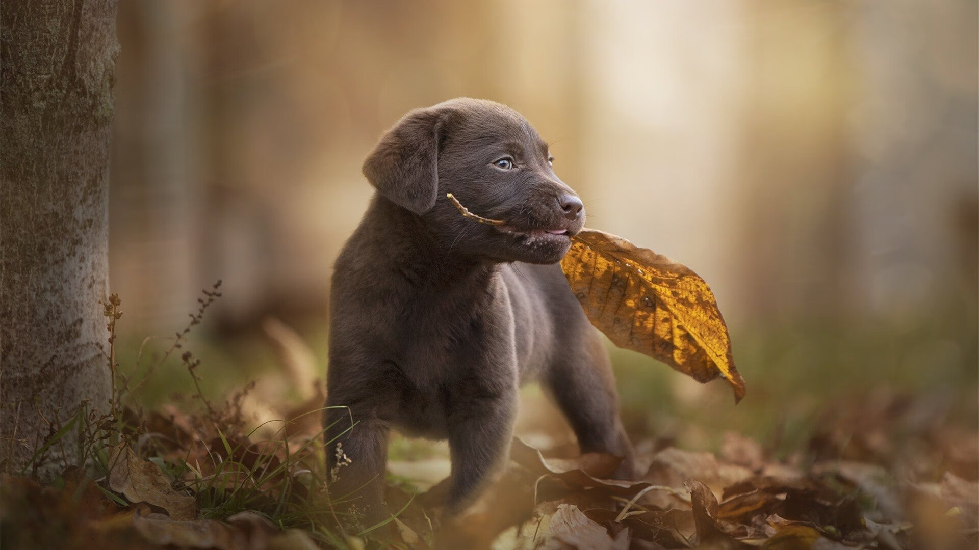 中国女篮提高战术变化应对复杂局势，中国女篮提高战术变化应对复杂局势的措施