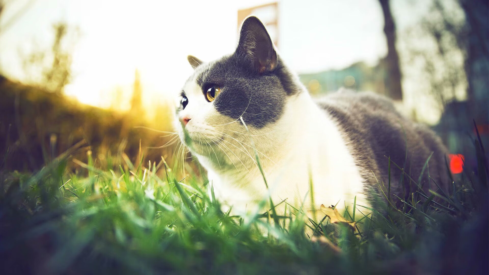 乐鱼体育网页登录-国际乒联混合团体世界杯：德国队未来挑战背后的战略布局，德国乒乓球俱乐部联赛