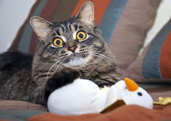 国际乒联混合团体世界杯：德国队未来挑战背后的战略布局，德国乒乓球俱乐部联赛