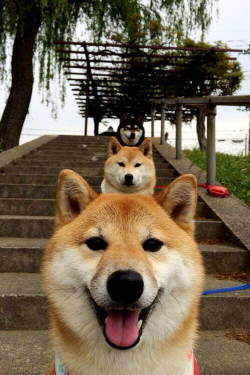 乐鱼体育app官网-女子200蝶泳转身出水效率对比曝光，女子200米蝶泳今年最好成绩