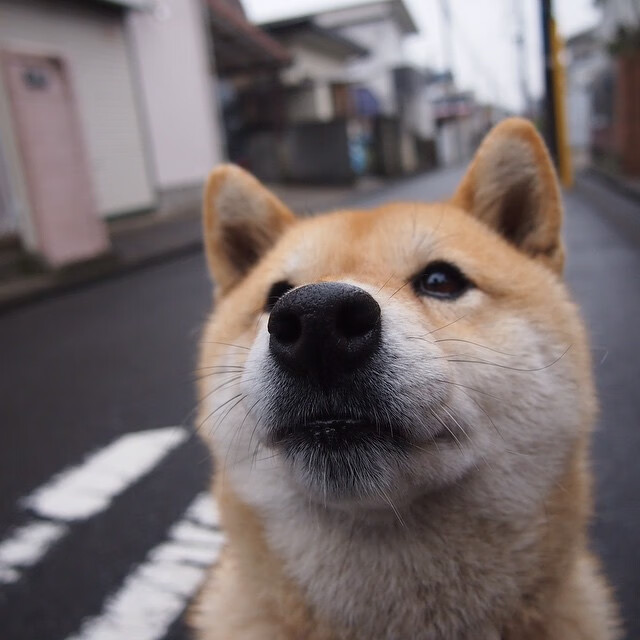 女子200蝶泳转身出水效率对比曝光,女子200米蝶泳今年最好成绩