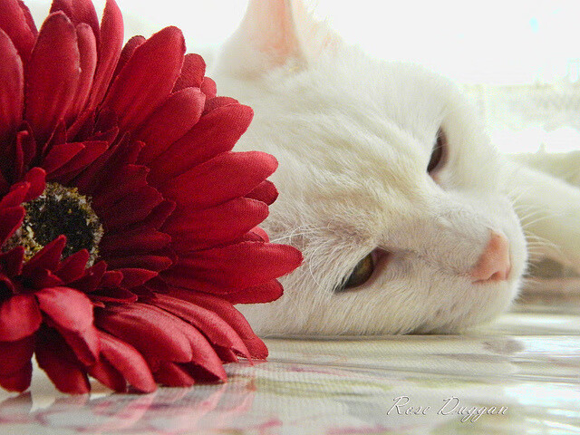 战术换位灵活度高的球队谁最出色,战术换弹是什么意思