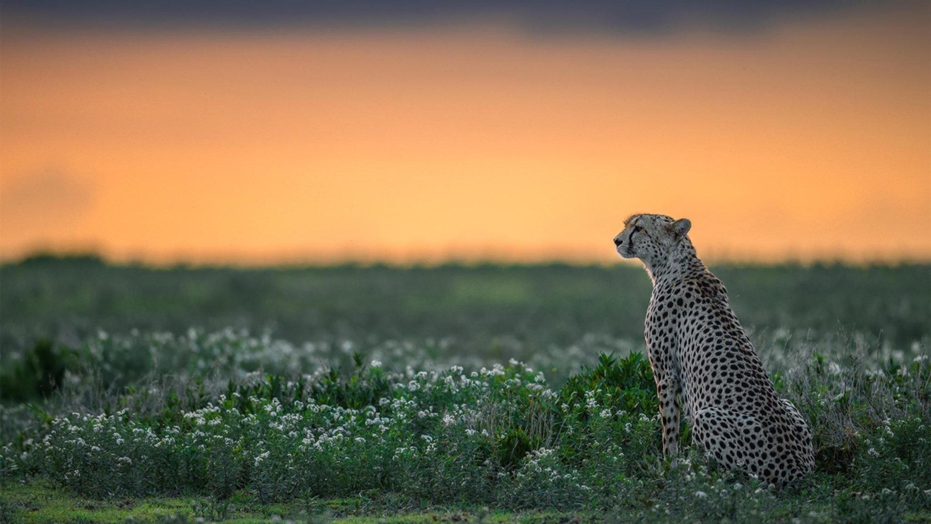 乐鱼体育官网网址-澳女泳队展现集团作战优势，澳洲泳坛少女惊艳