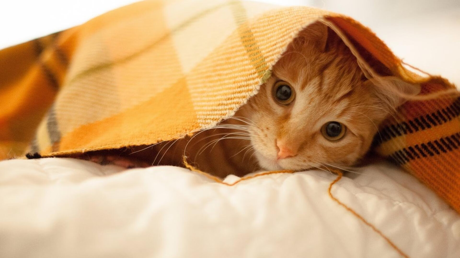 乐鱼体育app官网入口-职业联赛观众流失原因分析，职业联赛怎么看第一视角