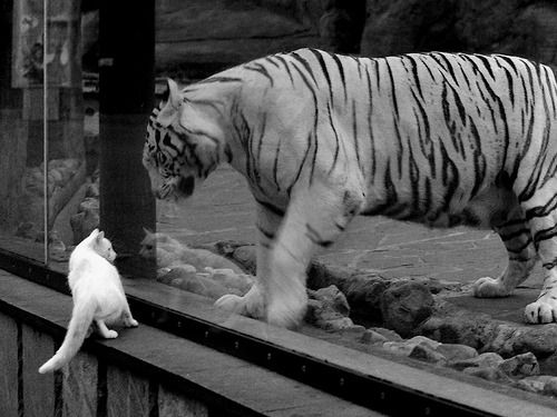 乐鱼体育app官方入口-自由式滑雪项目被纳入冬季学校课程，自由式滑雪被列入比赛项目