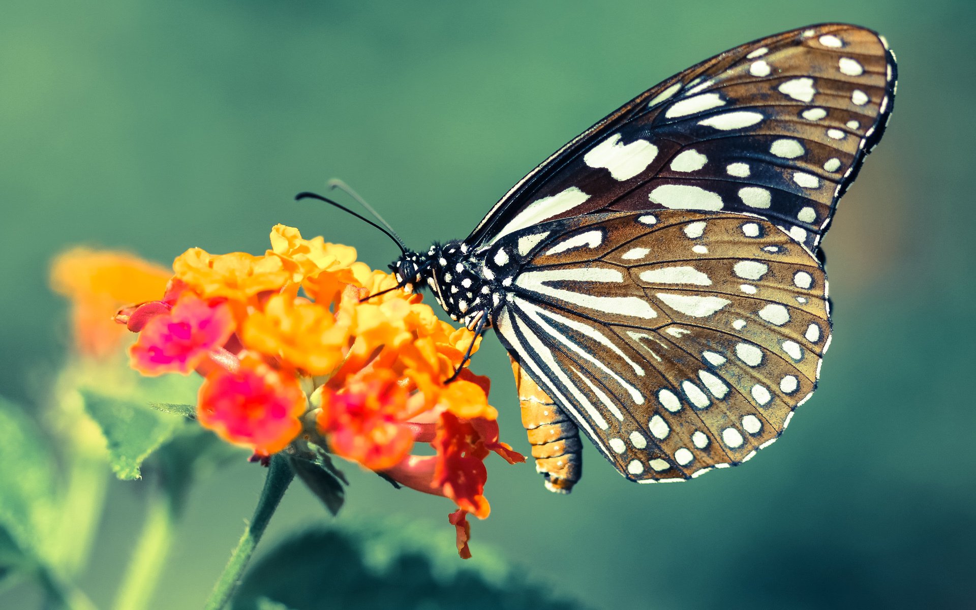 乐鱼体育官网下载-中国女排迎战荷兰展现统治级表现，女排中国-荷兰