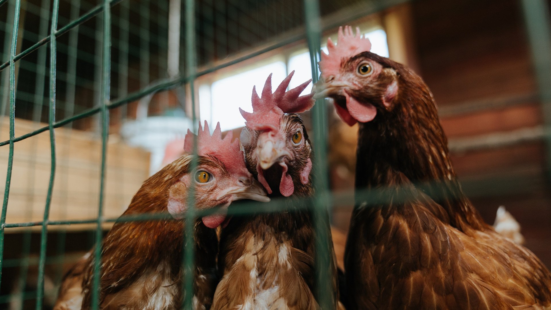 塔图姆带队逆转凯尔特人东部前四稳固,塔图姆和凯尔特人合同