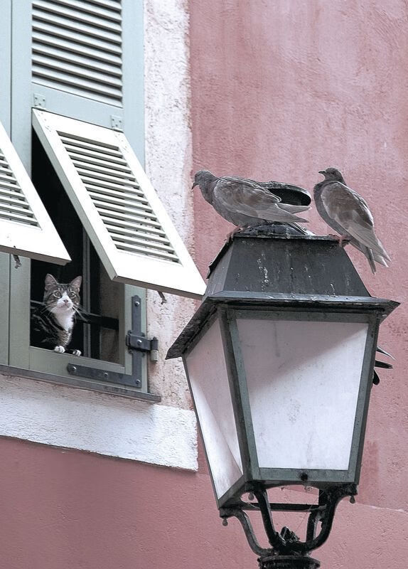奥康纳的脚法与视野让袋鼠队的进攻更具威胁,奥康纳开的车