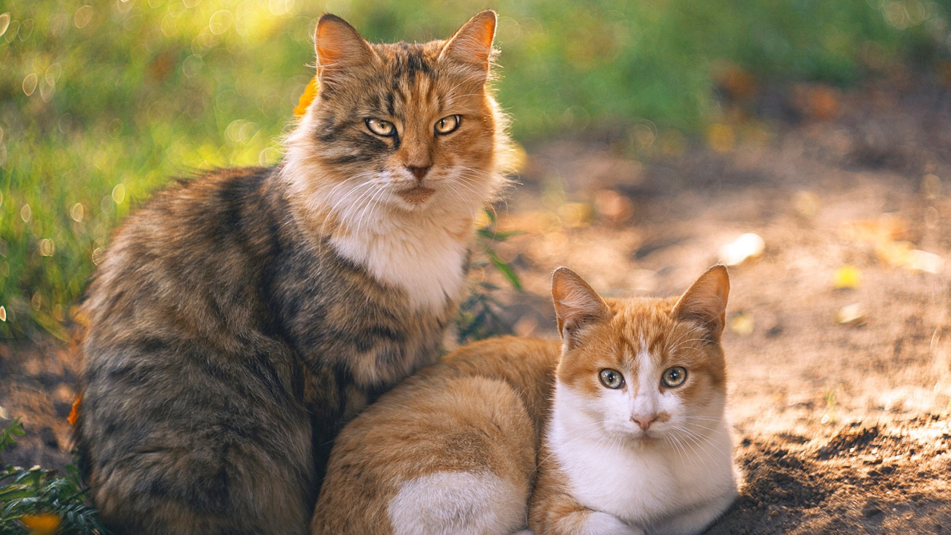 乐鱼体育app官网-大数据技术助力赛后分析提升训练内容与临场策略精准性，大数据技能比赛都比什么